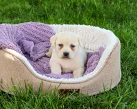 AKC Silvermist , a female Labrador Retriever for sale in Syracuse, IN – 4 of 8