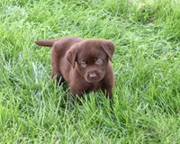 AKC Mabel, a female Labrador Retriever for sale in Syracuse, IN – 2 of 5