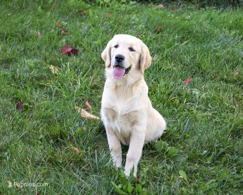 AKC Gwenn – Golden Retriever puppy for sale in Syracuse, IN