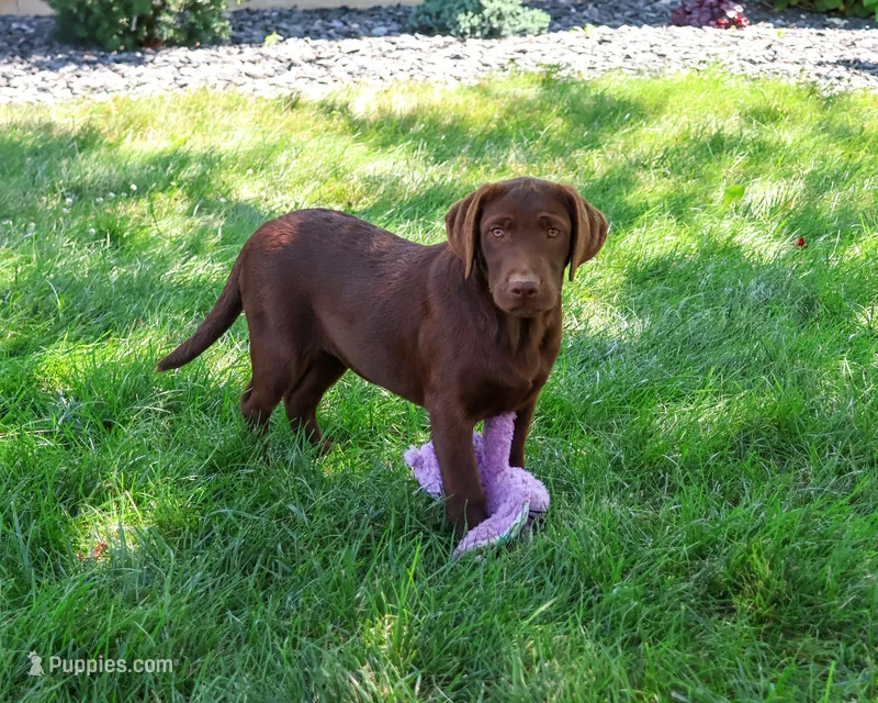 AKC Coco – Labrador Retriever puppy for sale in Syracuse, IN