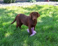 AKC Coco, a female Labrador Retriever for sale in Syracuse, IN – 1 of 10