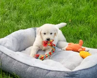 AKC Henry , a male English Cream Golden Retriever for sale in Syracuse, IN – 4 of 7