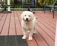 AKC Cecily, a female English Cream Golden Retriever for sale in Syracuse, IN – 5 of 10
