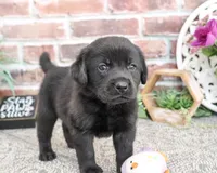 AKC Evangaline, a female Labrador Retriever for sale in Syracuse, IN – 5 of 5