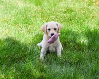 AKC Rosetta, a female Labrador Retriever for sale in Syracuse, IN – 1 of 7