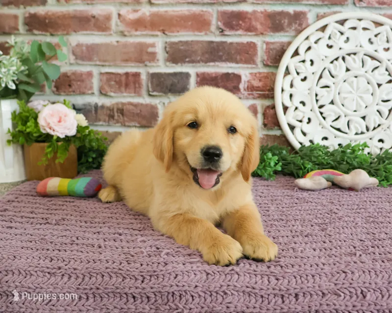 AKC Gracie – Golden Retriever puppy for sale in Syracuse, IN