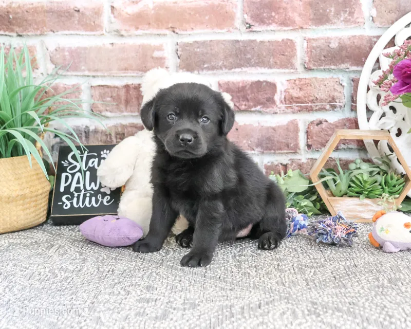AKC Evangaline – Labrador Retriever puppy for sale in Syracuse, IN