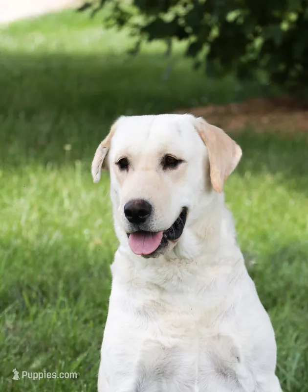 Sparkle – Labrador Retriever puppy for sale in Syracuse, IN