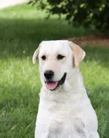 Sparkle, a female Labrador Retriever for sale in Syracuse, IN – 1 of 4