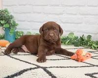 AKC Simba, a male Labrador Retriever for sale in Syracuse, IN – 3 of 6