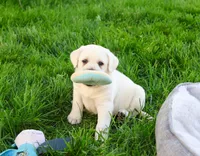 AKC Percival , a male Labrador Retriever for sale in Syracuse, IN – 2 of 7
