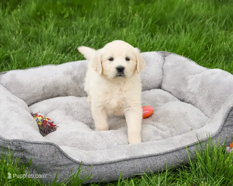 AKC Delaney  – English Cream Golden Retriever puppy for sale in Syracuse, IN