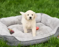 AKC Delaney , a female English Cream Golden Retriever for sale in Syracuse, IN – 1 of 7