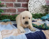 AKC Turbo, a male English Cream Golden Retriever for sale in Syracuse, IN – 7 of 7