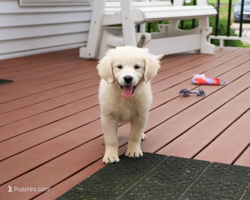 AKC Delaney  – English Cream Golden Retriever puppy for sale in Syracuse, IN