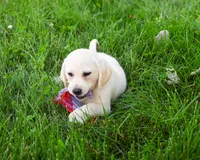 AKC Tinkerbell , a female Labrador Retriever for sale in Syracuse, IN – 4 of 10