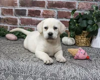 AKC Diamond, a female Labrador Retriever for sale in Syracuse, IN – 2 of 6