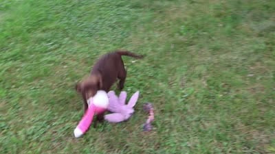 AKC Lillian, a female Labrador Retriever for sale in Syracuse, IN – 5 of 10
