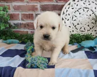 AKC Turbo, a male English Cream Golden Retriever for sale in Syracuse, IN – 1 of 7