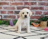 AKC Whitney, a female Labrador Retriever for sale in Syracuse, IN – 6 of 8