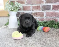 Brooke, a female Labrador Retriever for sale in Syracuse, IN – 5 of 5