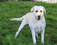 Sparkle, a female Labrador Retriever for sale in Syracuse, IN – 2 of 7