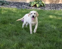 AKC Whitney, a female Labrador Retriever for sale in Syracuse, IN – 2 of 10