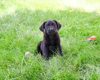 AKC Iridessa , a female Labrador Retriever for sale in Syracuse, IN – 3 of 10