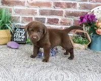 AKC Nutella, a female Labrador Retriever for sale in Syracuse, IN – 4 of 4