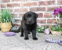 AKC Estelle, a female Labrador Retriever for sale in Syracuse, IN – 5 of 6