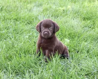 AKC Marie, a female Labrador Retriever for sale in Syracuse, IN – 3 of 5