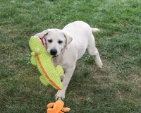 AKC Percival , a male Labrador Retriever for sale in Syracuse, IN – 3 of 10