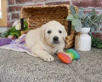AKC Tallulah, a female English Cream Golden Retriever for sale in Syracuse, IN – 3 of 5