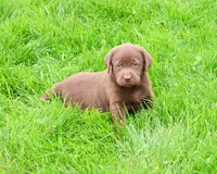 AKC Ezra , a male Labrador Retriever for sale in Syracuse, IN – 5 of 8