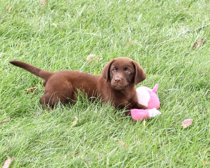 AKC Tootsie  – Labrador Retriever puppy for sale in Syracuse, IN