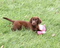 AKC Tootsie , a female Labrador Retriever for sale in Syracuse, IN – 1 of 9