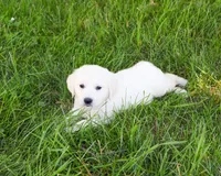 AKC Birch, a male English Cream Golden Retriever for sale in Syracuse, IN – 3 of 7