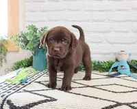 AKC Timon , a male Labrador Retriever for sale in Syracuse, IN – 3 of 8