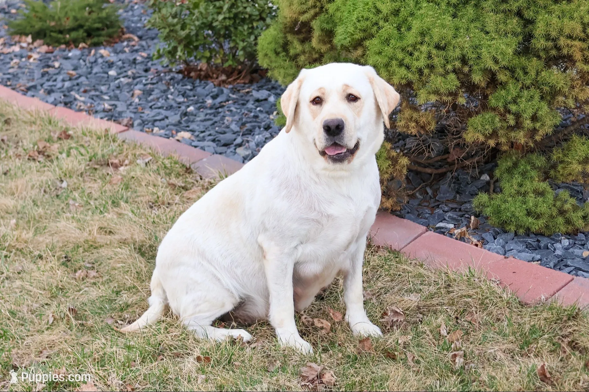 AKC Wilson , a male Labrador Retriever for sale in Syracuse, IN – 7 of 7