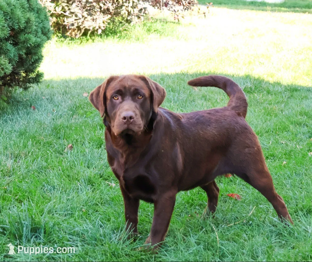 AKC Scar, a male Labrador Retriever for sale in Syracuse, IN – 6 of 6