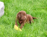 AKC Ezra , a male Labrador Retriever for sale in Syracuse, IN – 6 of 8