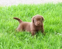 AKC Myra , a female Labrador Retriever for sale in Syracuse, IN – 5 of 8