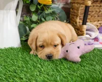AKC Esther, a female Labrador Retriever for sale in Syracuse, IN – Photo 5 of 7