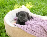AKC Iridessa , a female Labrador Retriever for sale in Syracuse, IN – 4 of 5
