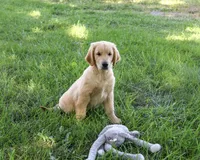 AKC Georgie , a male Golden Retriever for sale in Syracuse, IN – 8 of 10