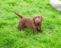 AKC Joel , a male Labrador Retriever for sale in Syracuse, IN – 6 of 8