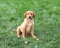 AKC Claudia, a female Labrador Retriever for sale in Syracuse, IN – 2 of 5