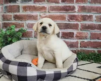 AKC Wilson , a male Labrador Retriever for sale in Syracuse, IN – 5 of 7