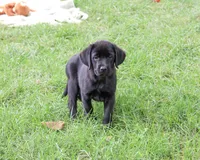 AKC Eloise, a female Labrador Retriever for sale in Syracuse, IN – 3 of 6