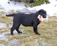 AKC Leah, a female Labrador Retriever for sale in Syracuse, IN – Photo 4 of 10